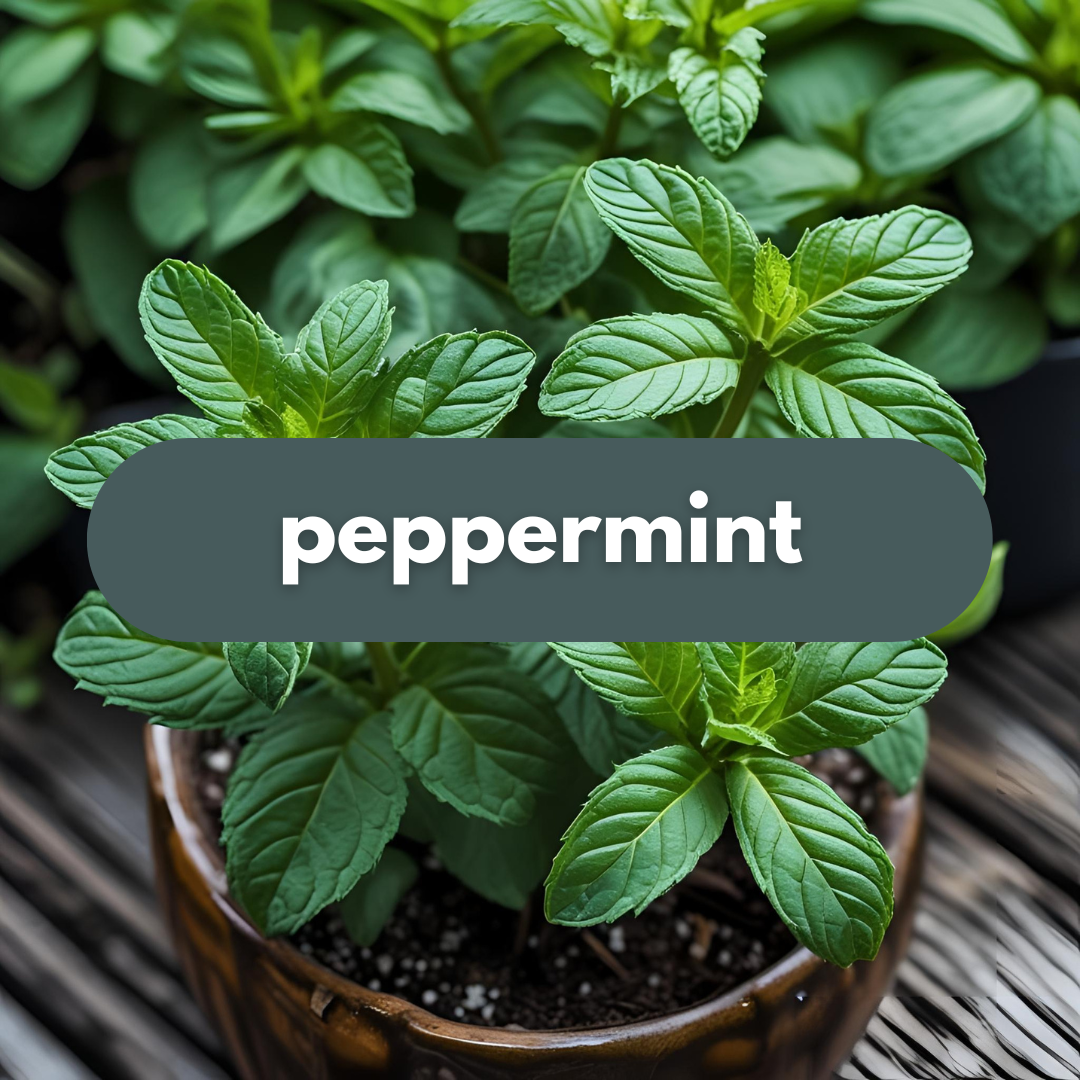 Magnesium Dream Cream